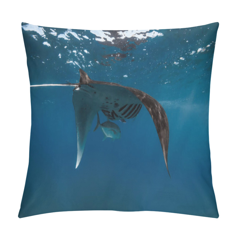 Personality  Manta Ray Fish Glides In Ocean. Snorkeling With Giant Fish In Blue Ocean Pillow Covers