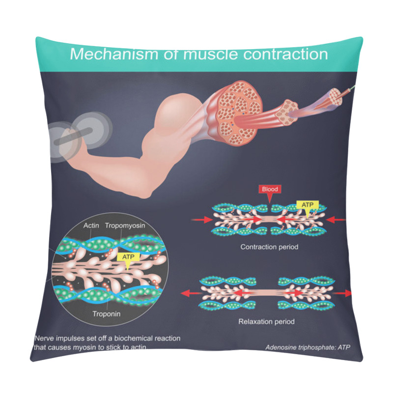 Personality  The Muscle Contraction As A Result Of Nerve Impulses Set Off A Biochemical Reaction That Causes Myosin To Stick To Actin. Human Body Infographic. Pillow Covers