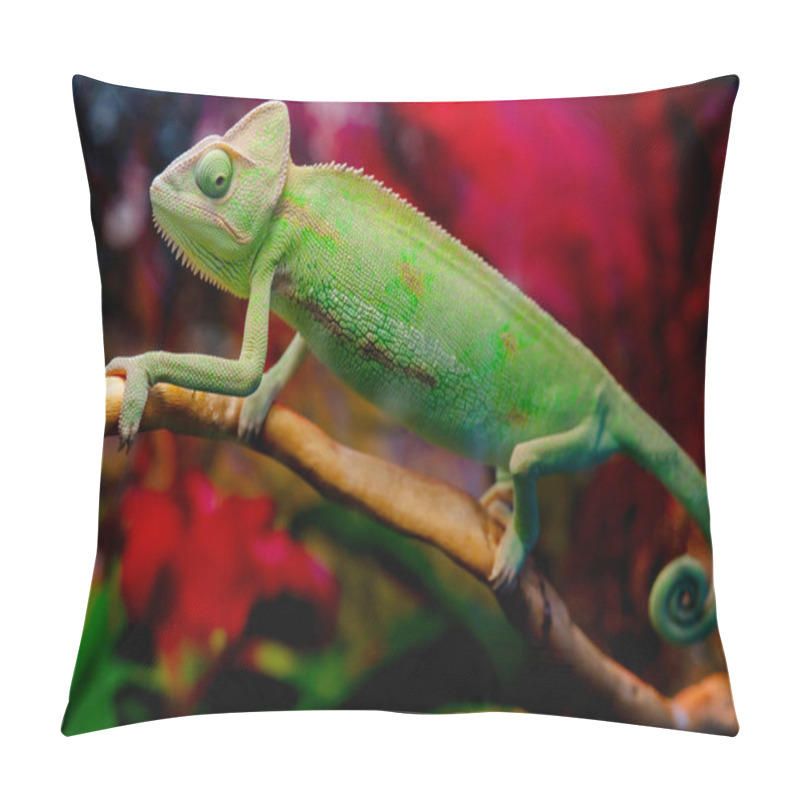 Personality  A Closeup Shot Of The Green Chameleon In The Zoo Pillow Covers