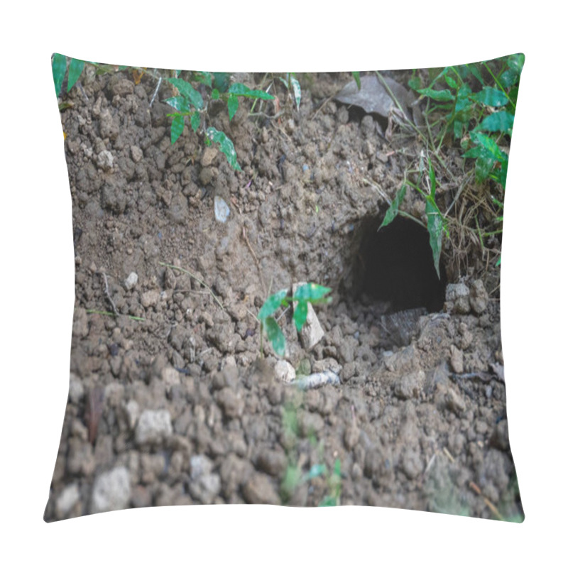 Personality  Witness The Destructive Impact Of Rats And Other Rodents As They Create Holes And Burrows In The Farmlands Of Uttarakhand, Causing Significant Production Losses. Pillow Covers