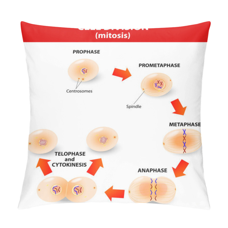 Personality  Mitosis. Process Cell Division Pillow Covers