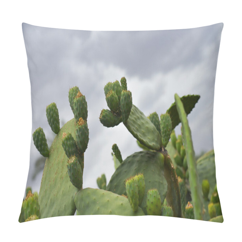 Personality  Prickly Pear-African Cactus- Marrakesh, Morocco Pillow Covers