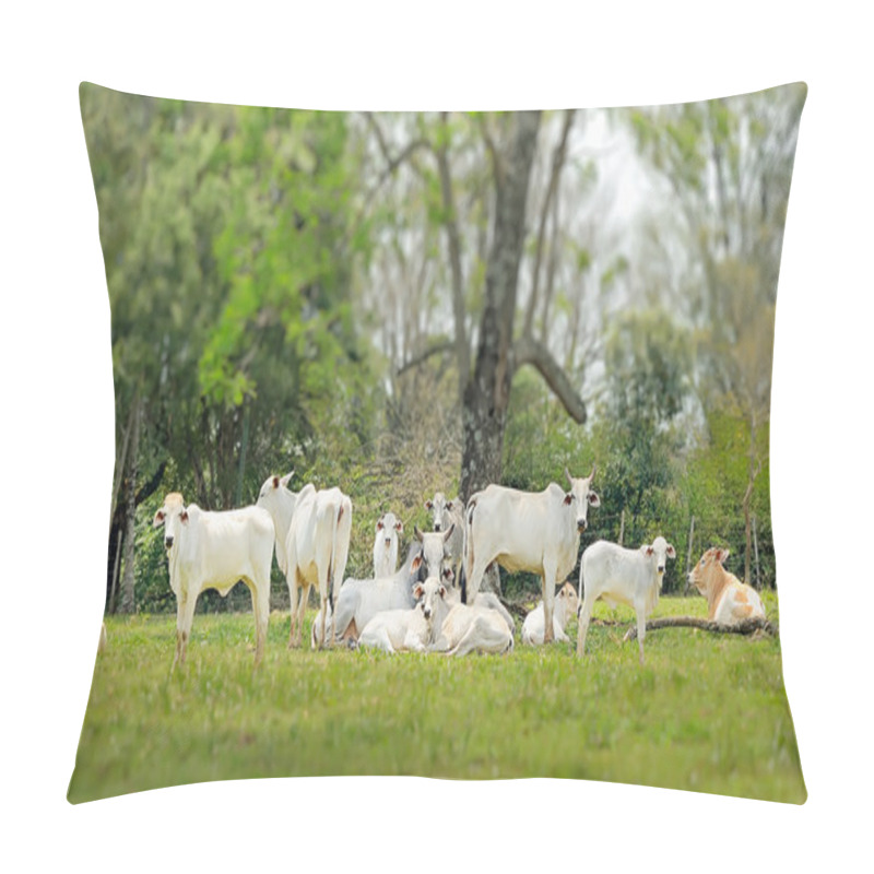 Personality  Zebu Cows Pillow Covers