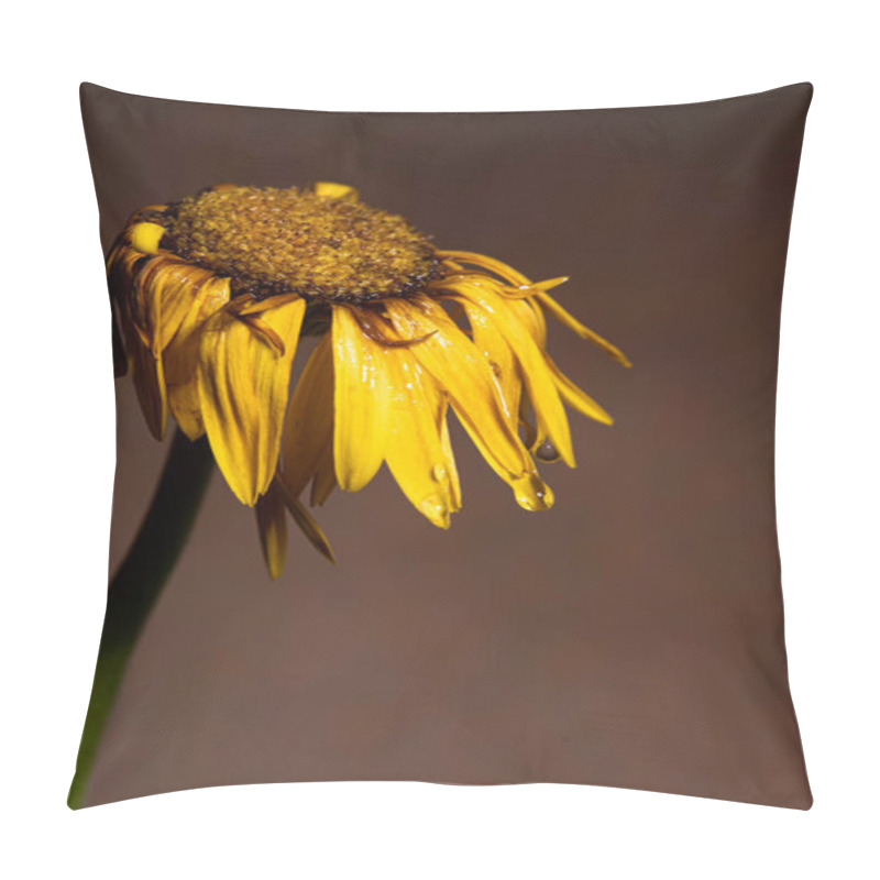 Personality  Yellow Dahlia Withered Flower With Yellow Petals  Ready To Fall. Pillow Covers