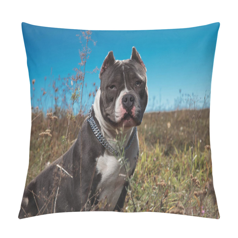 Personality  Serious Looking American Bully Romantically Staring Forward Pillow Covers