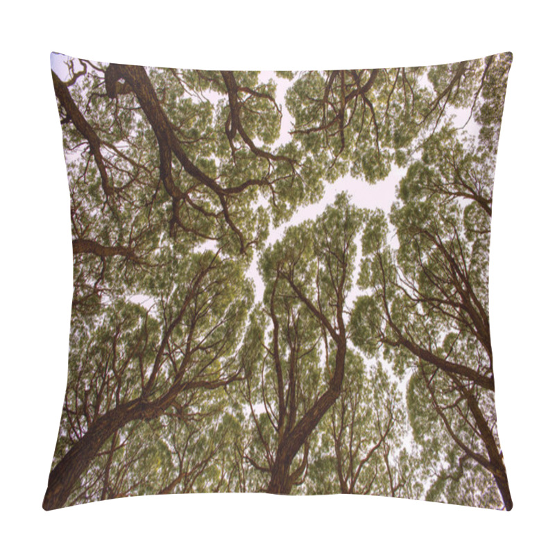 Personality  View Up At The Crowns Of Trees Pillow Covers