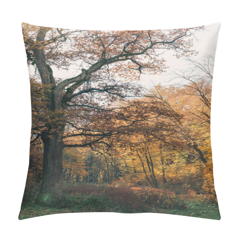 Personality  Old Tree With Autumn Leaves On Branches In Peaceful Forest  Pillow Covers