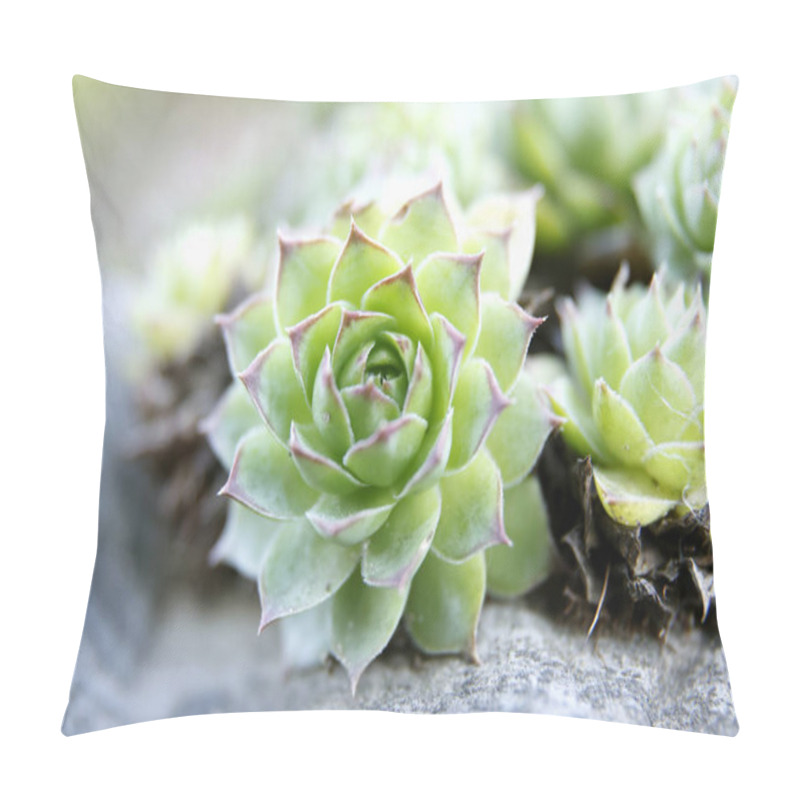 Personality  Close-up View Of Green Succulent Plants In Nature Pillow Covers