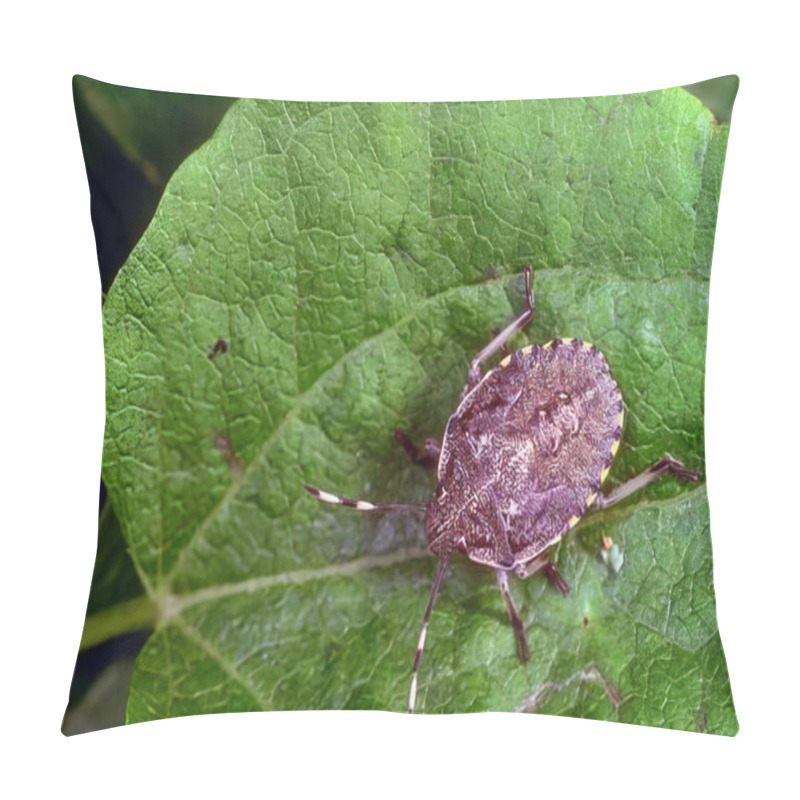 Personality  Insects On A Leaf: Macro Photography Of Terrestrial Wildlife Pillow Covers