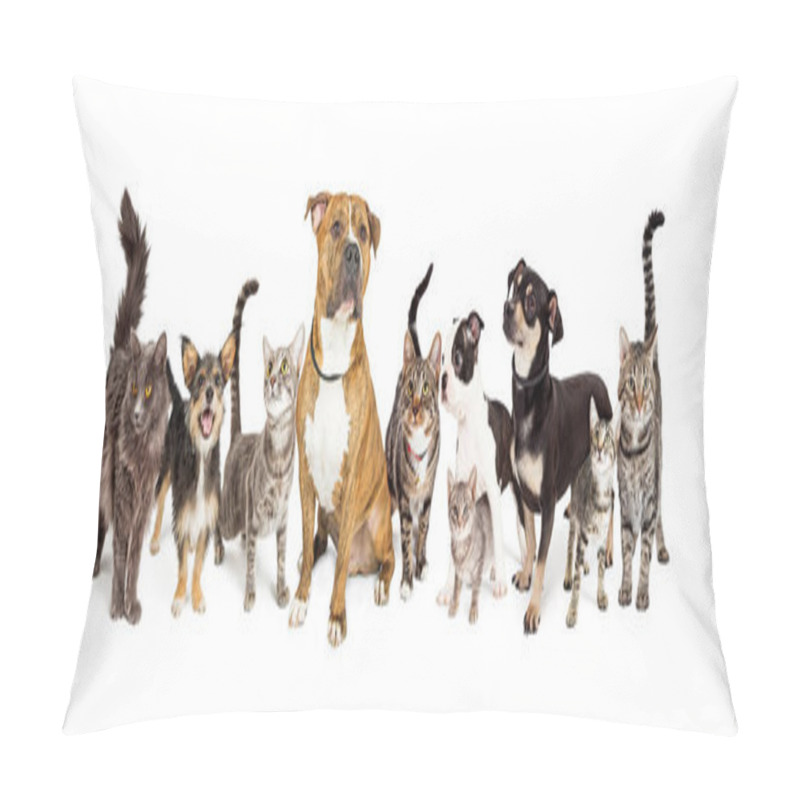 Personality  Row Of Different Breeds Of Cats And Dogs On A White Background Pillow Covers