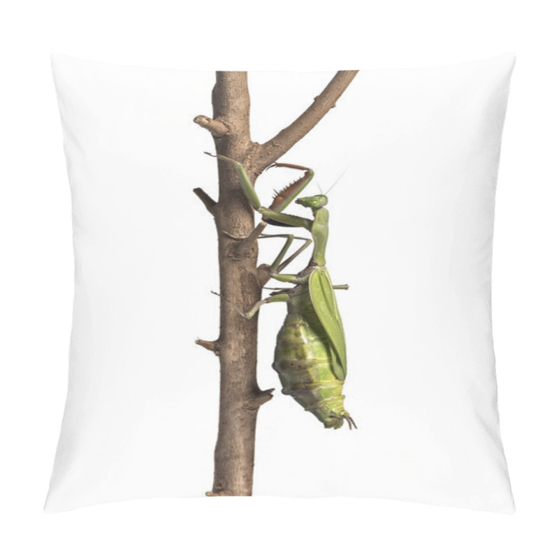 Personality  Old And Sick Praying Mantis, Hierodula Majuscula, Climbing Pillow Covers