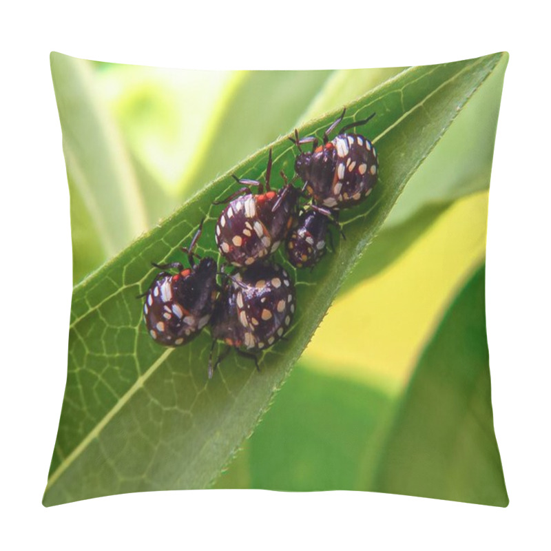 Personality  Green Vegetable Bug Nezara Viridula - Larvae, Young Bugs On A Green Leaf, Ukraine Pillow Covers