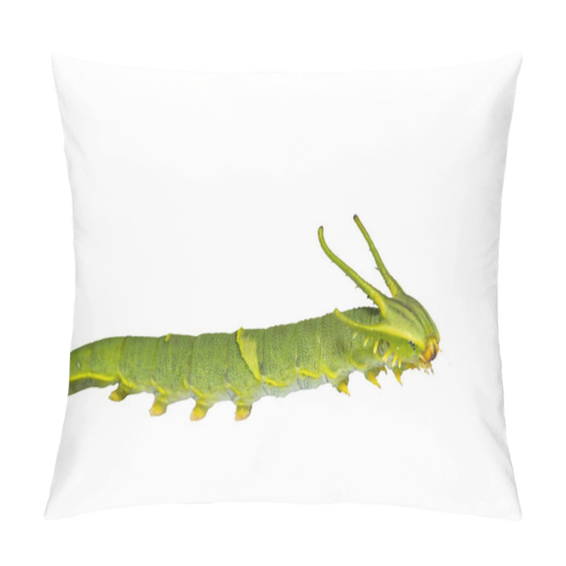 Personality  Isolated Caterpillar Of Common Nawab Butterfly ( Polyura Athamas ) In 5th Stage On White With Clipping Path Pillow Covers