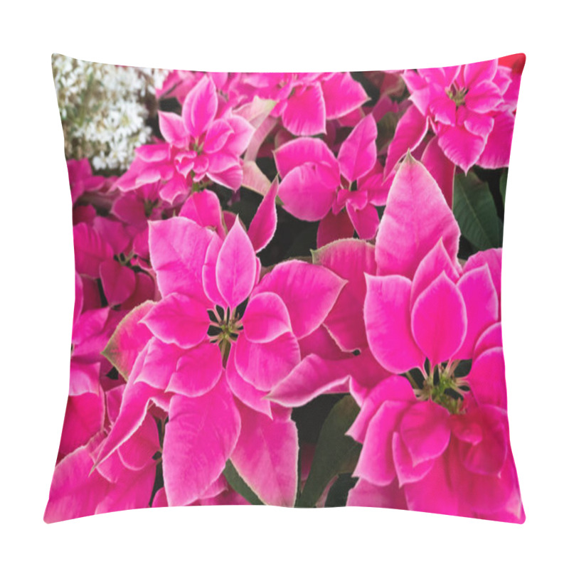 Personality  Pink Poinsettia Flowers Pillow Covers