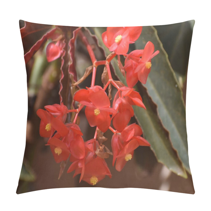 Personality  A Soft Focus Of Begonia Flowers Blooming At A Garden Pillow Covers