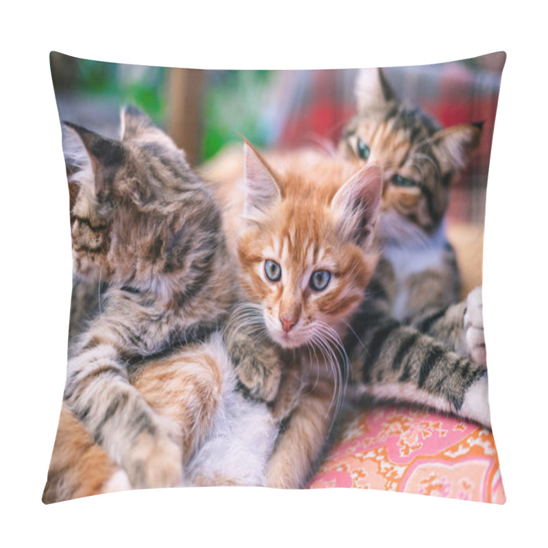 Personality  Two Kittens And Their Mother On A Blanket Pillow Covers