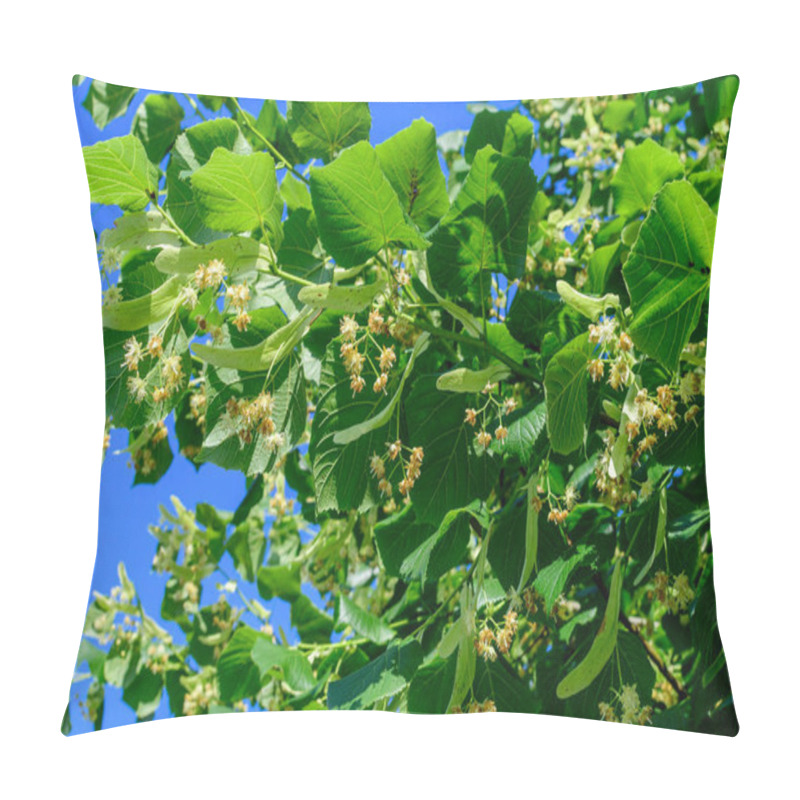 Personality  Small Linden Leaves And Yellow Flowers On Tree Branches Viewed From Below Towards Clear Blue Sky, In A Garden In A Sunny Spring Day Pillow Covers