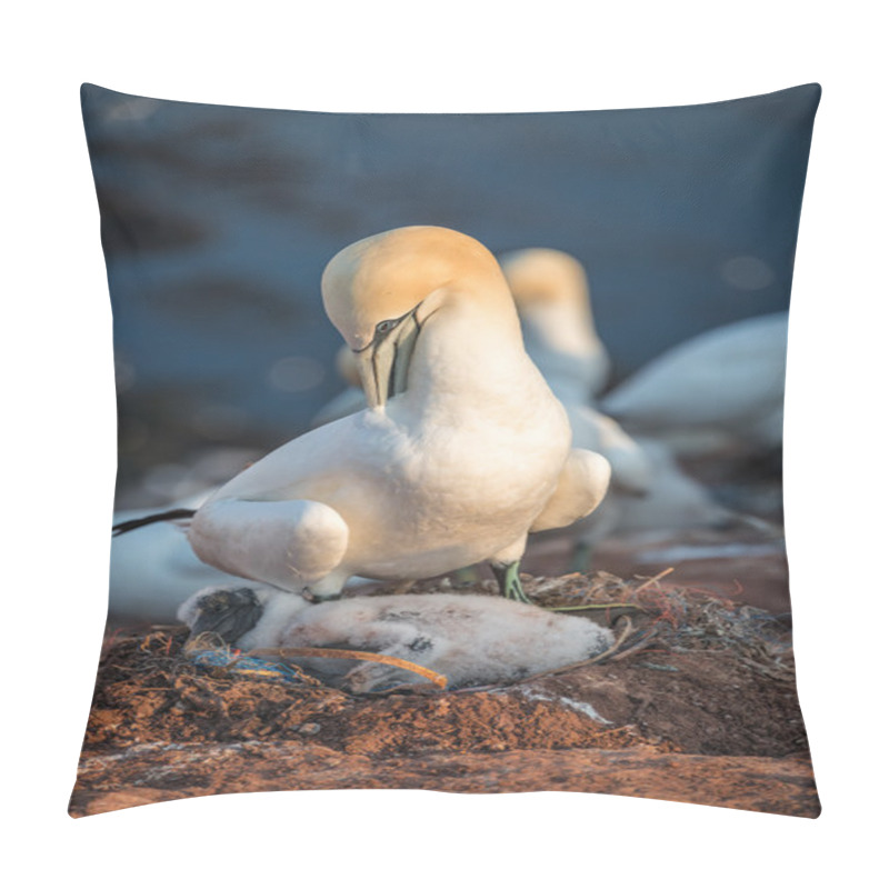 Personality  Colony Of Gannets At Helgoland Island In North Sea, Germany Pillow Covers