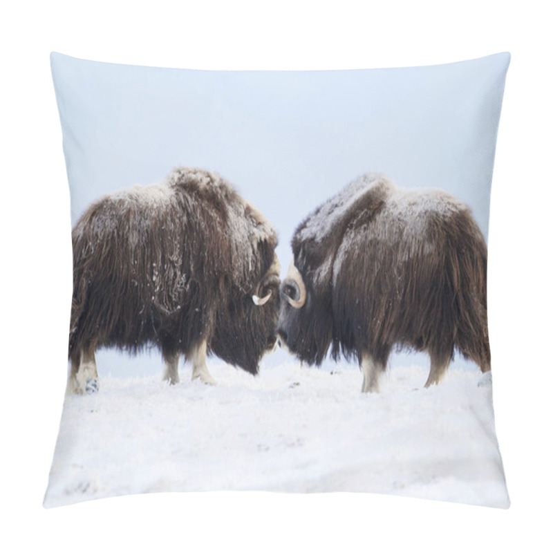 Personality  Male Musk Oxen Fighting In The Mountains Of Dovrefjell In Tough Winter Conditions In Norway Pillow Covers