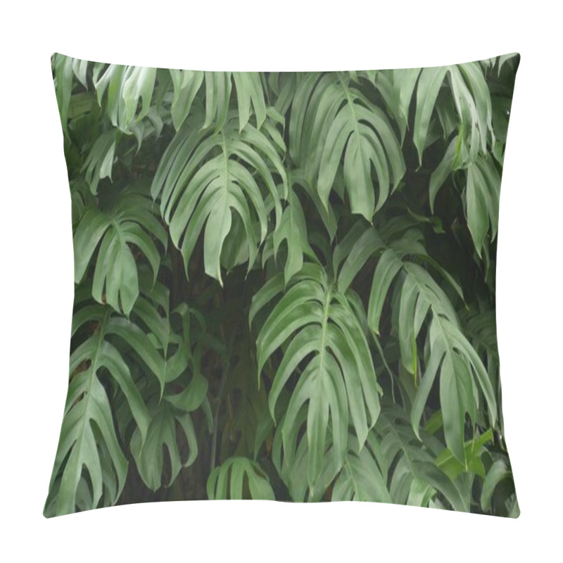 Personality  Juicy Exotic Tropical Monstera Leaves Texture Backdrop, Copyspace. Lush Foliage, Greenery In Paradise Garden. Abstract Natural Dark Green Jungle Vegetation Background Pattern, Wild Summer Rain Forest Pillow Covers