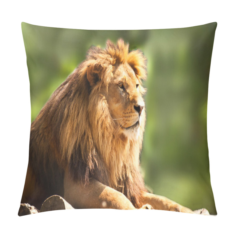 Personality  African Lion Relaxing Pillow Covers