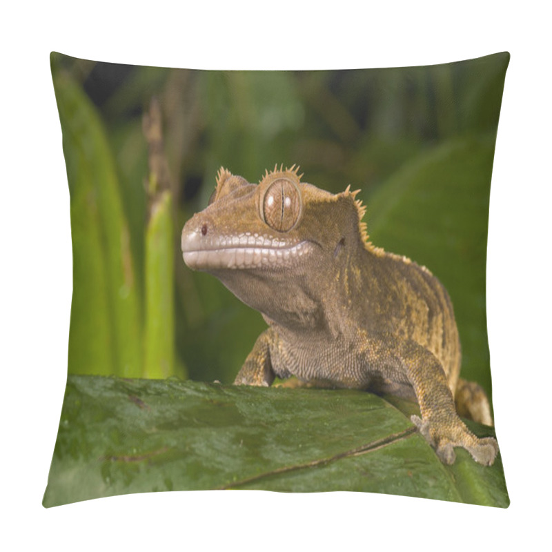 Personality  Crested Gecko Pillow Covers