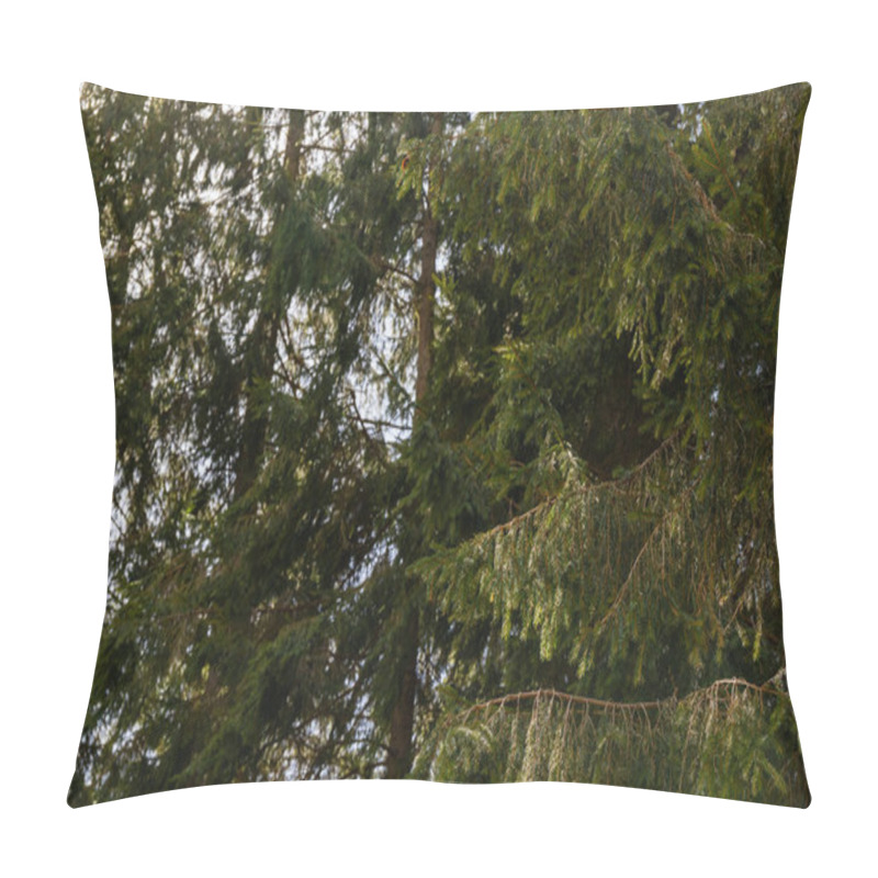 Personality  Branches Of Spruce Tree In Forest  Pillow Covers