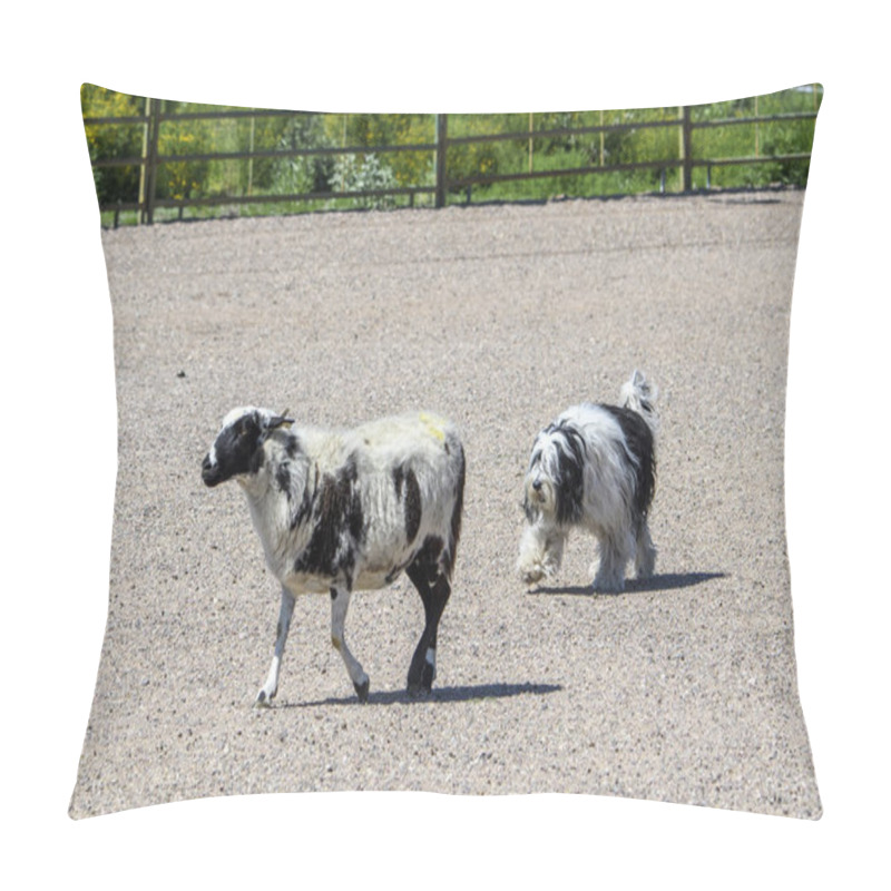 Personality  Polish Lowland Sheepdog At A Herding Trial Rounding Up A Sheep Pillow Covers