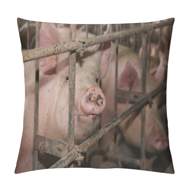 Personality  Sows Living In Stable At An Industrial Animal Farm  Pillow Covers