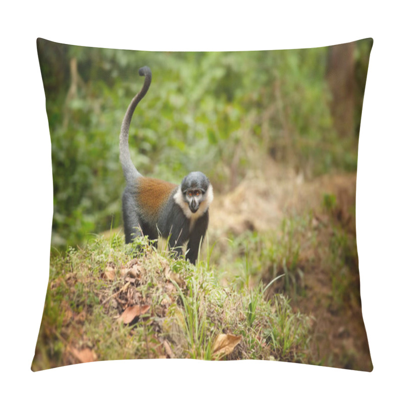 Personality  L'Hoest's Monkey, Allochrocebus Lhoesti, Mountain Monkey In Mountainous Forest Of Bwindi Impenetrable Forest, Looking At Camera. Vulnerbale Species. Deforestration In Africa. Wildlife Of Uganda. Pillow Covers