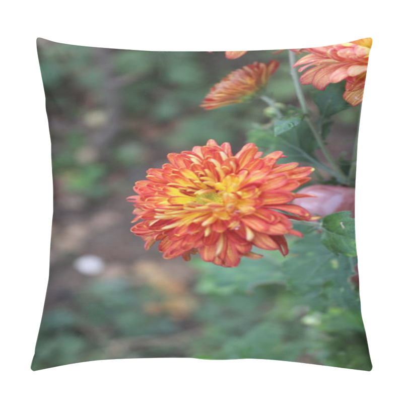 Personality  Chrysanthemum, Spoon Mums Or Chrysanths Pillow Covers