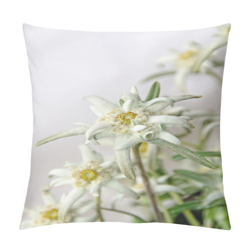 Personality  White Leontopodium Nivale, Edelweiss Mountain Flowers, Close Up Pillow Covers