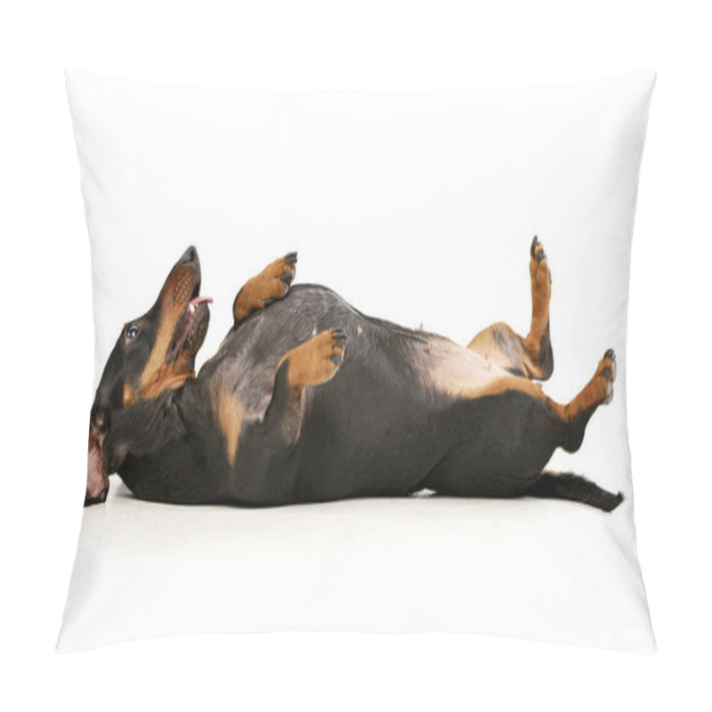 Personality  Studio Shot Of An Adorable Short Haired Dachshund  Playing On White Background. Pillow Covers