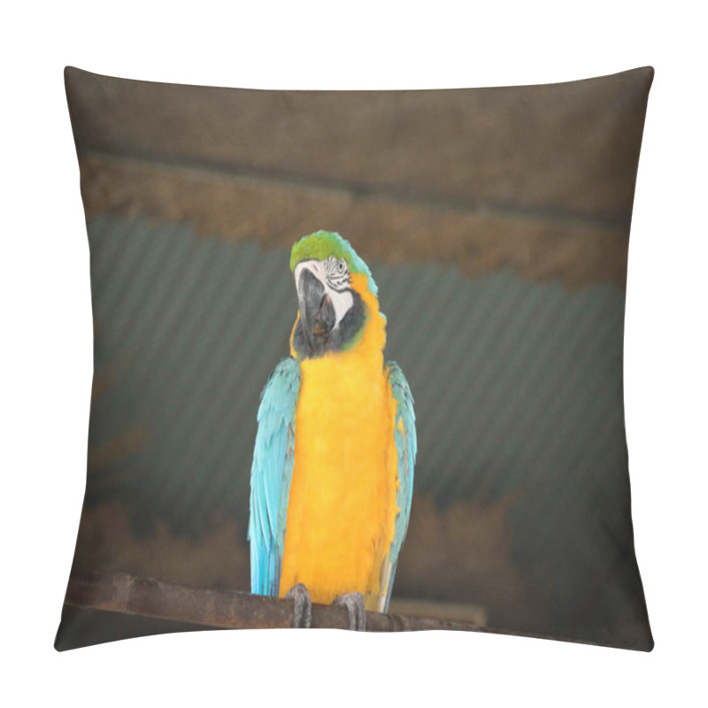 Personality  A Closeup Of A Blue-and-yellow Macaw Bird In Bangabandhu  Safari Park, Gazipur, Bangladesh Pillow Covers