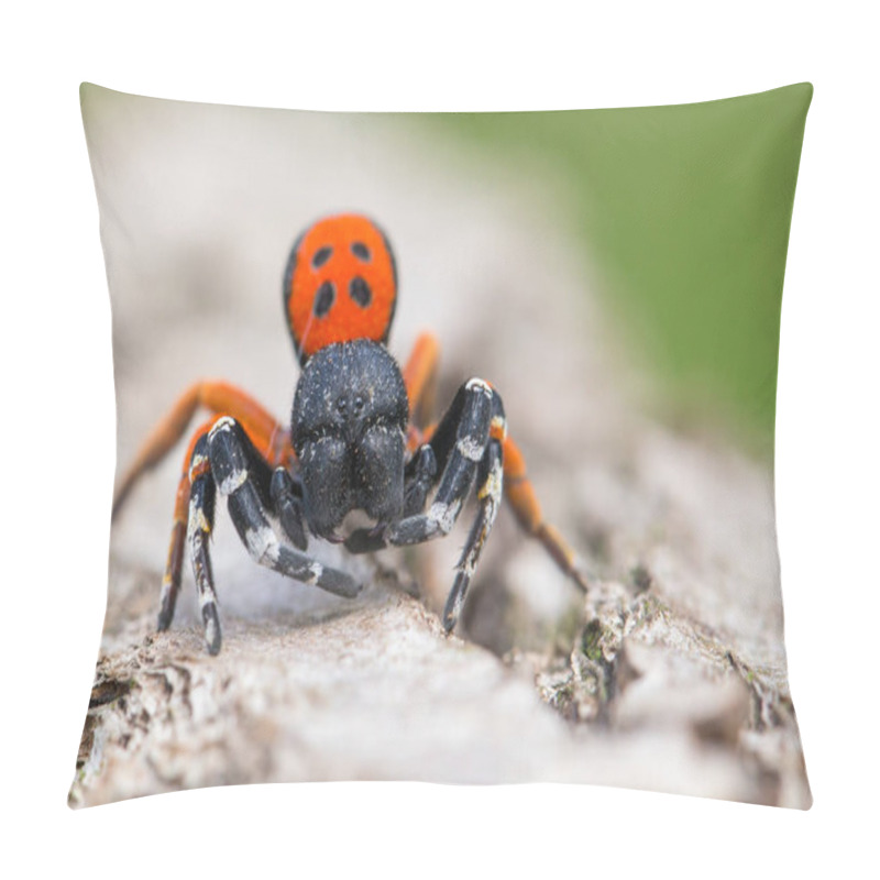 Personality  A Male Ladybird Spider Eresus Moravicus In Czech Republic Pillow Covers