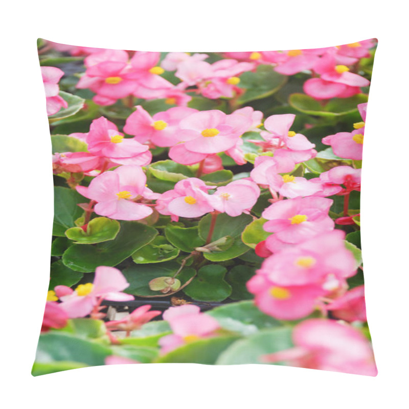 Personality  Begonias,semperflorens Begonias,in The Garden, Potted Begonia Pillow Covers