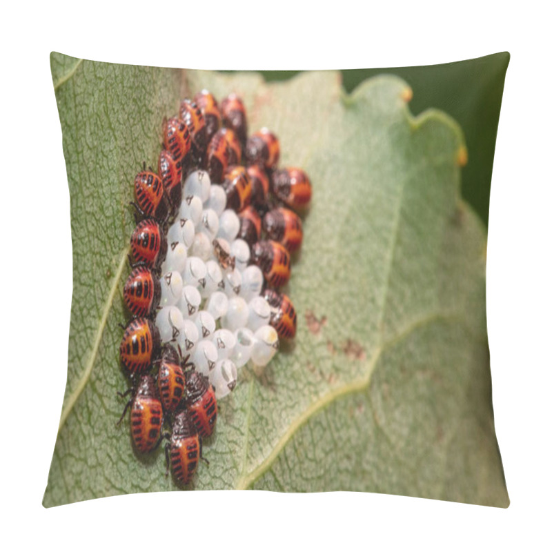 Personality  A Macro View On Cluster Of Stink Bug (Halyomorpha Halys) Nymphs, Just Hatched, With Eggs And Black Triangle Egg Breakers Visible, On A Green Leaf Outdoors. Pillow Covers