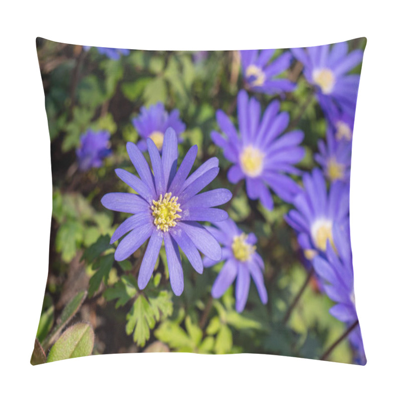 Personality  Balkan Anemone Anemone Blanda Blooms In The Spring In The Garden Pillow Covers