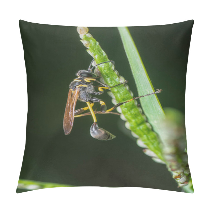 Personality  Close Shot Of The Black Mud-dauber Wasp Pillow Covers