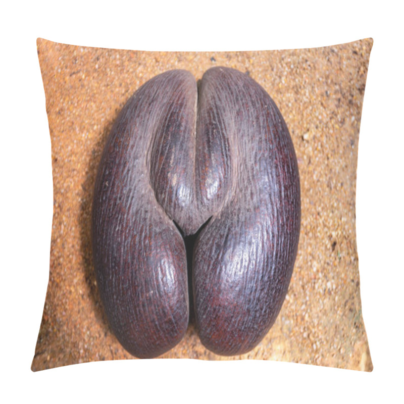 Personality  Coco De Mer Nut (Lodoicea Maldivica), The Largest Nut In The World, Endemic To Praslin And Curieuse  Islands, Seychelles In Vallee De Mai Nature Reserve. Pillow Covers