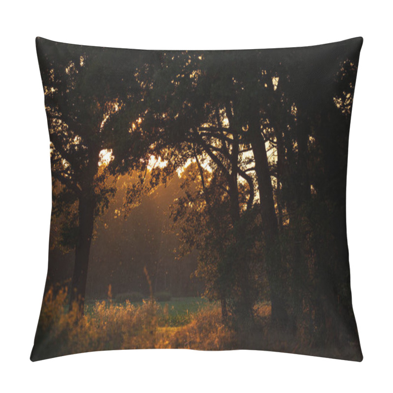 Personality  Golden Hour Forest Serenity: Sunlight Streaming Through Trees In A Tranquil Woodland Setting. High Quality Photo Pillow Covers