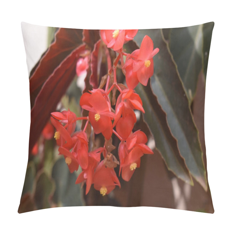 Personality  A Soft Focus Of Begonia Flowers Blooming At A Garden Pillow Covers