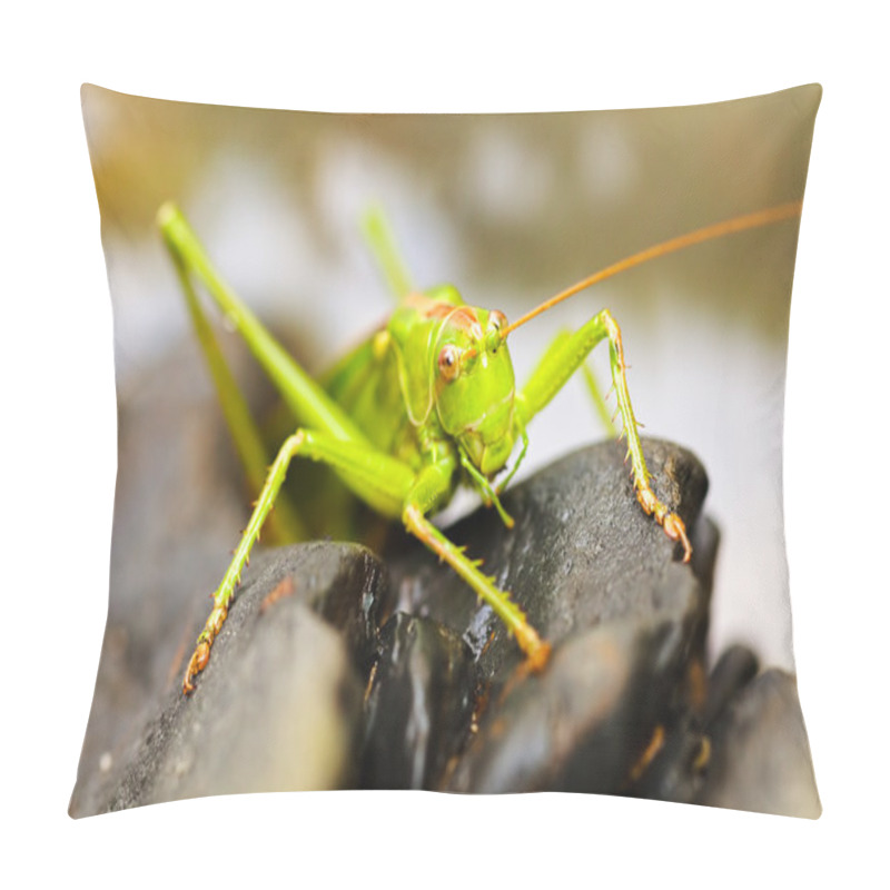 Personality  Green Grasshopper On Black Pebbles Pillow Covers