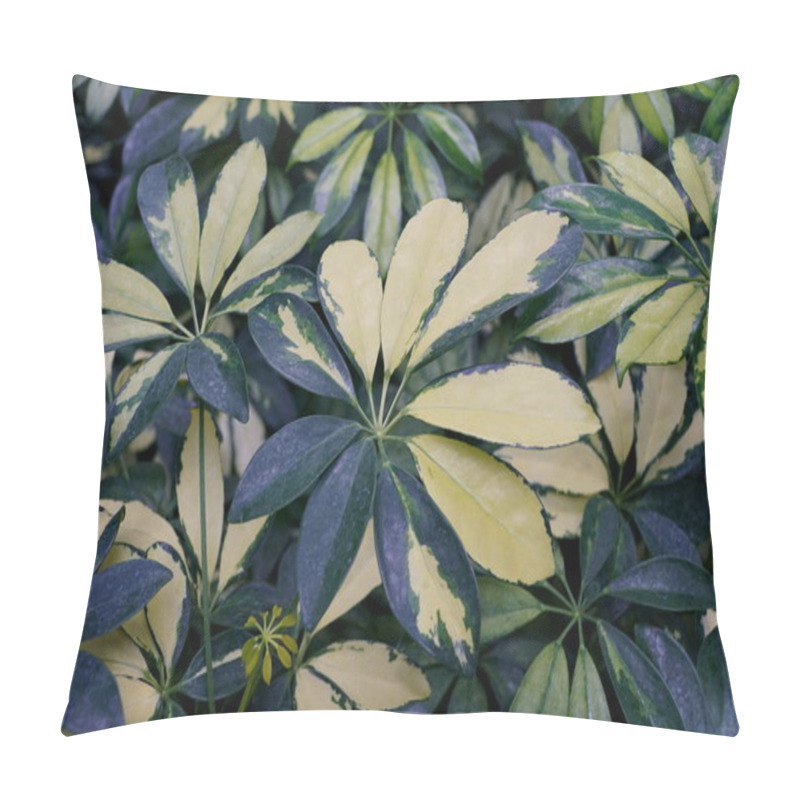 Personality  The White And Green Variegated Leaves Of Umbrella Tree 'Trinette' Pillow Covers