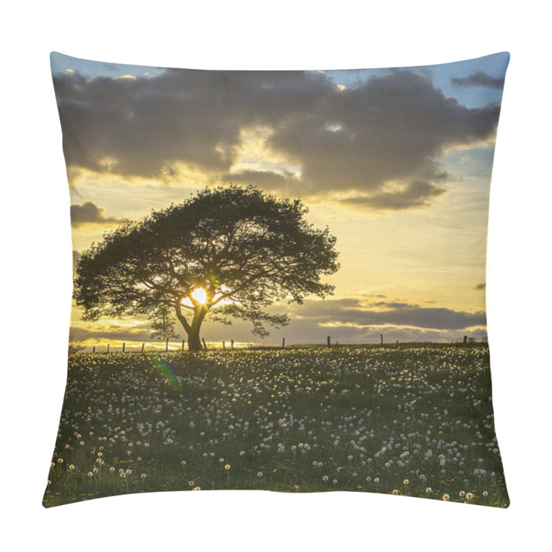 Personality  Tree Sunset Eifel Light Oak Old Dandelion Meadow Clouds Hiking National Park Landscape Pillow Covers