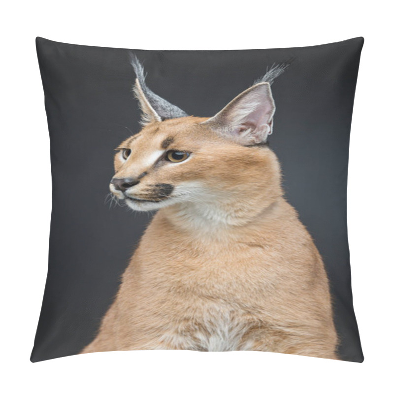 Personality  Beautiful Caracal Lynx Over Black Background Pillow Covers