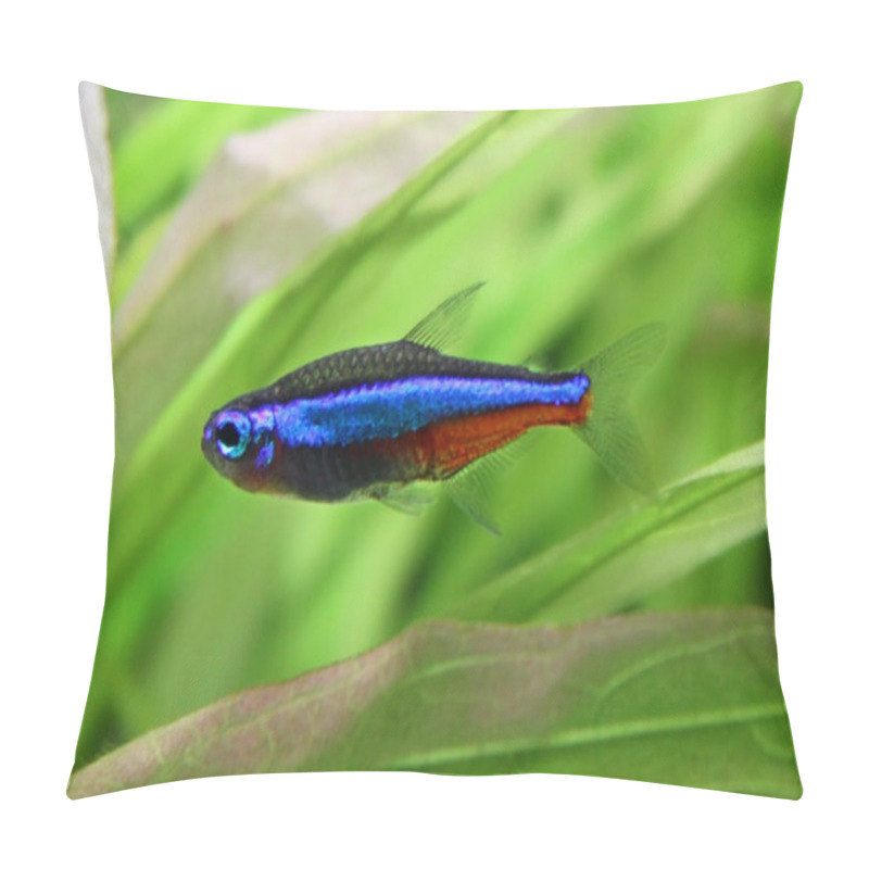 Personality  Blue Neon- Freshwater Fish Pillow Covers