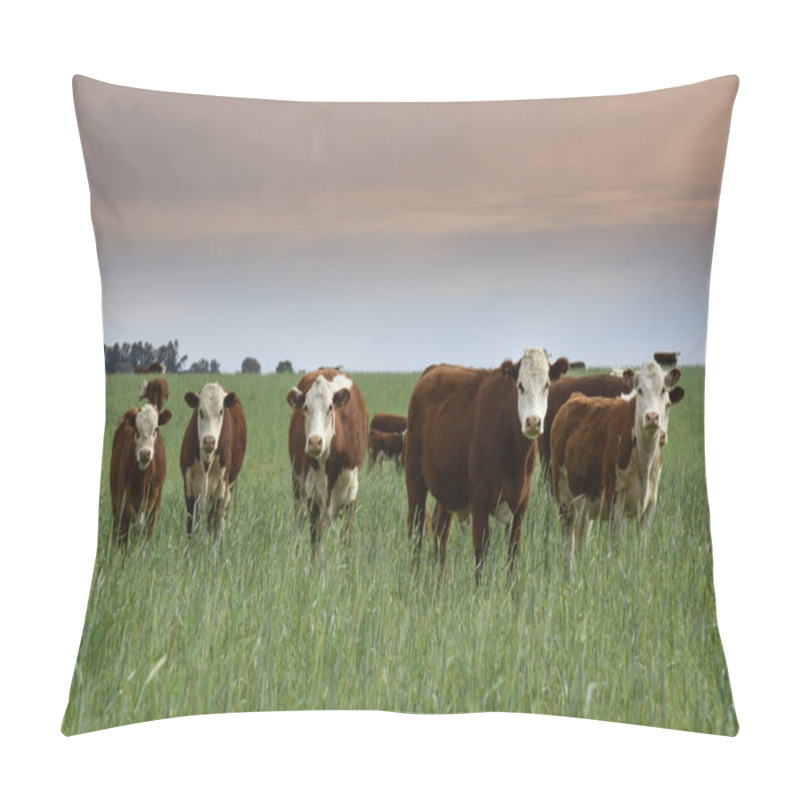 Personality  Cattle Raising  With Natural Pastures In Pampas Countryside, La Pampa Province,Patagonia, Argentina. Pillow Covers