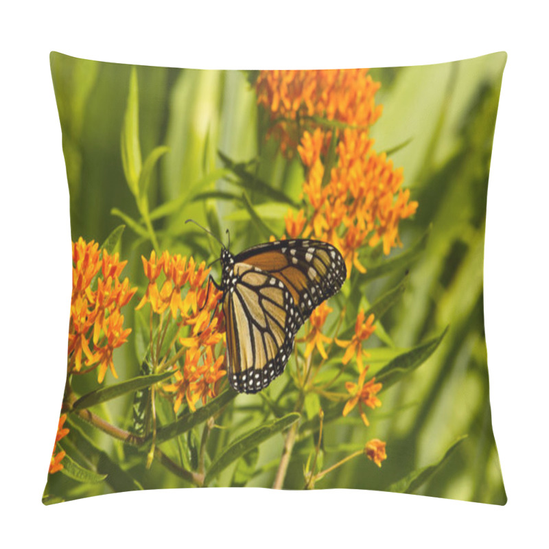 Personality  Close Up Of Monarch Butterfly Feeding On A Milkweed Plant With Green Leaves Pillow Covers