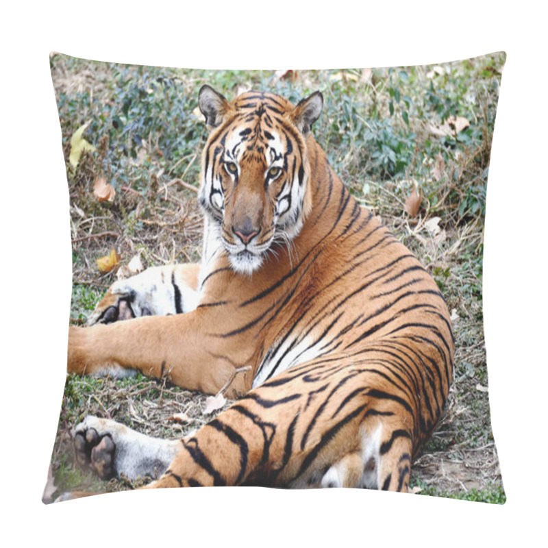 Personality  A South China Tiger Is Seen At A Breeding Base In Luoyang Wangcheng Park In Luoyang City, Central China's Henan Province, 27 November 2018 Pillow Covers